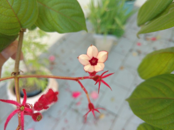 flower
