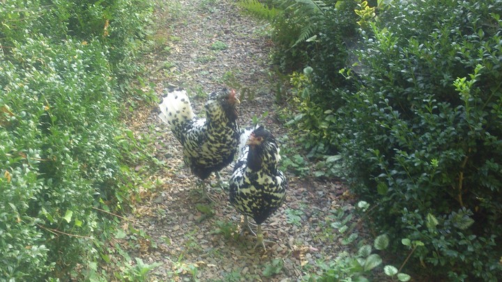 chick chick chicken