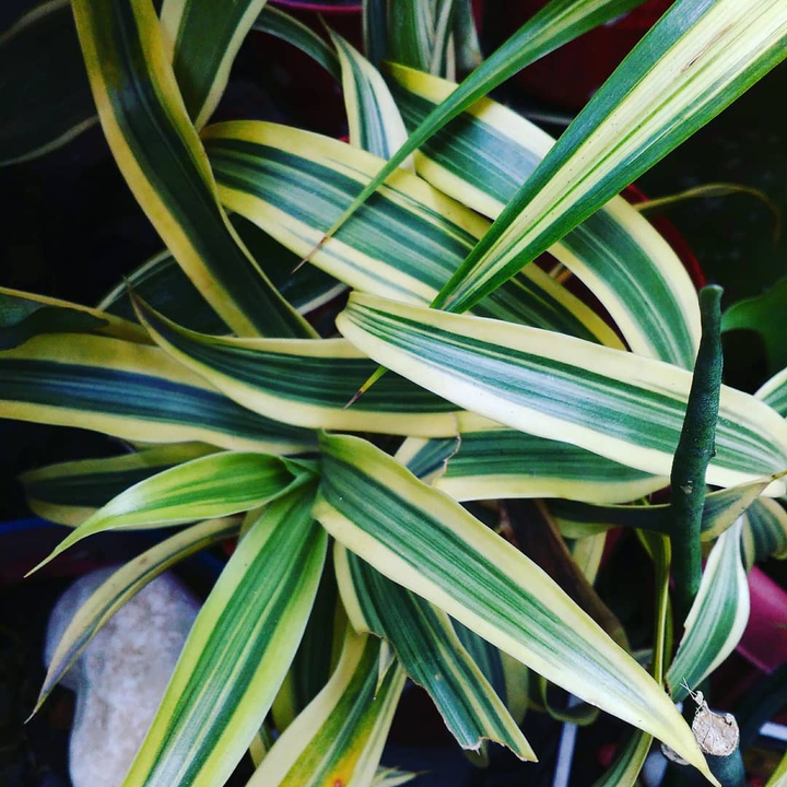lucky bamboo