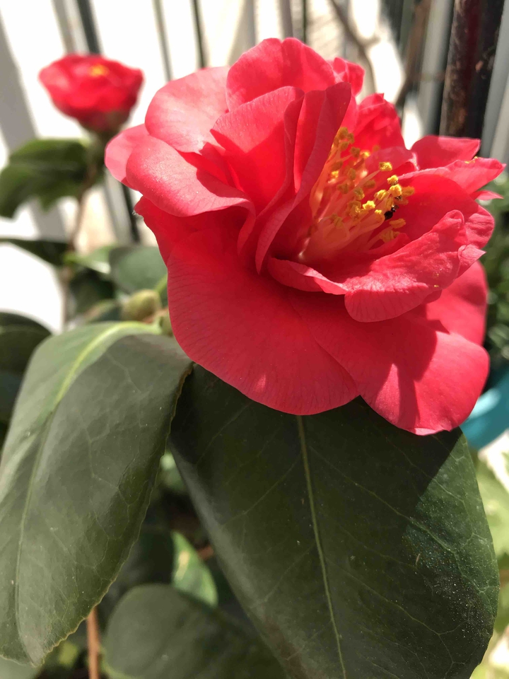 Camelia