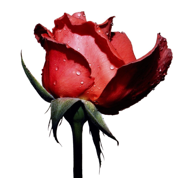 rose