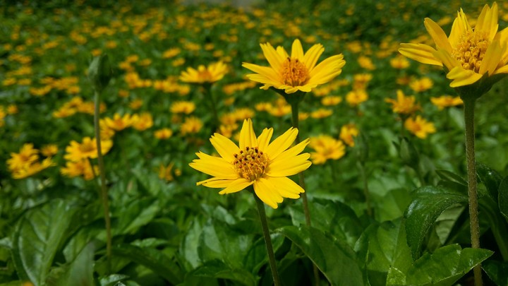 Yellow & Green Nature