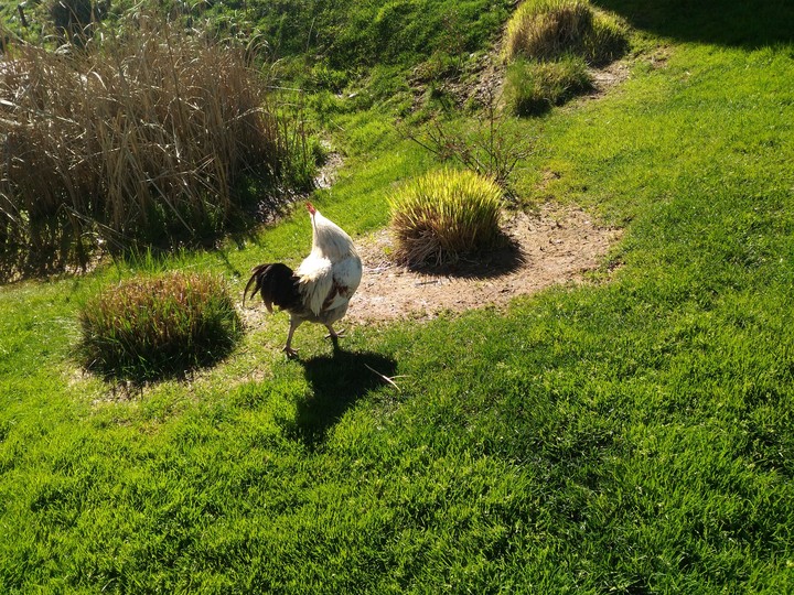 rooster
