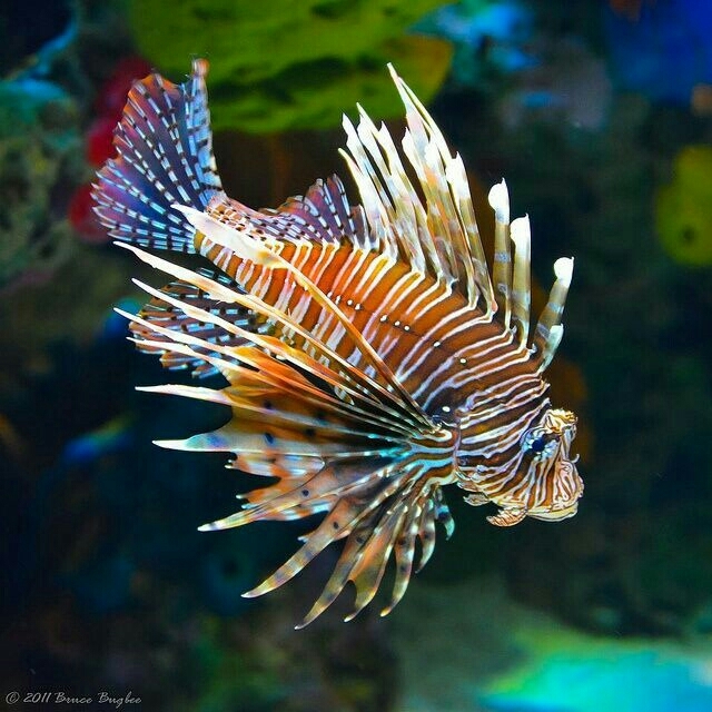 fish
