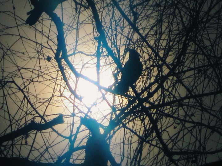 Raven