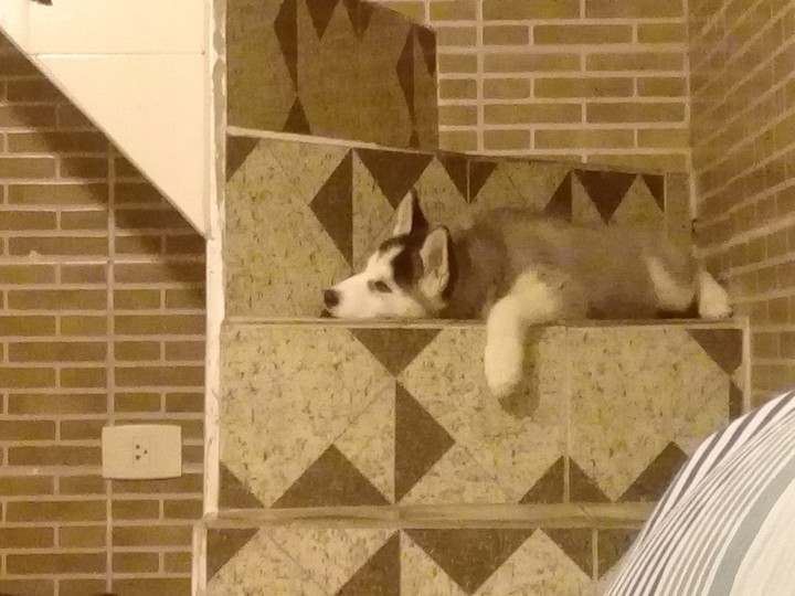 lobo