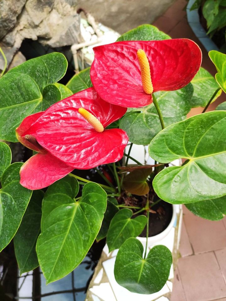 Anthurium andraeanum