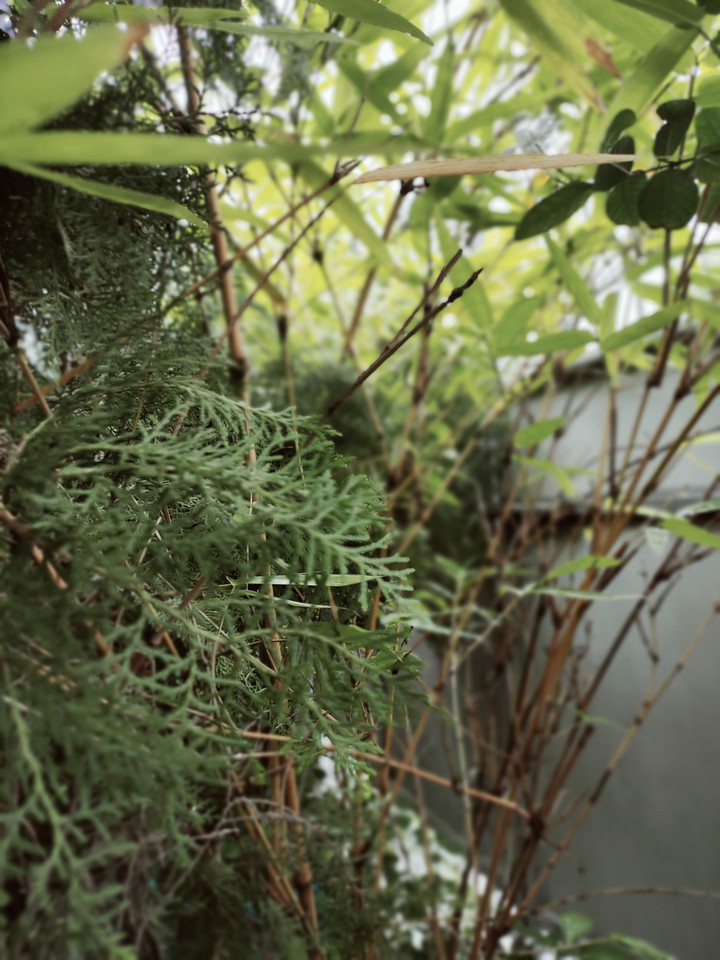 backyard garden