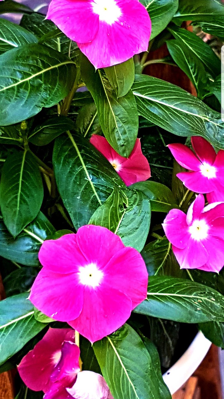 fiori