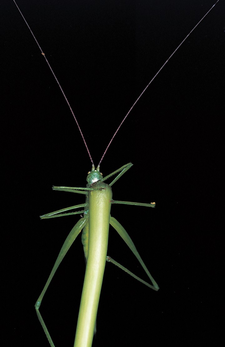 자연