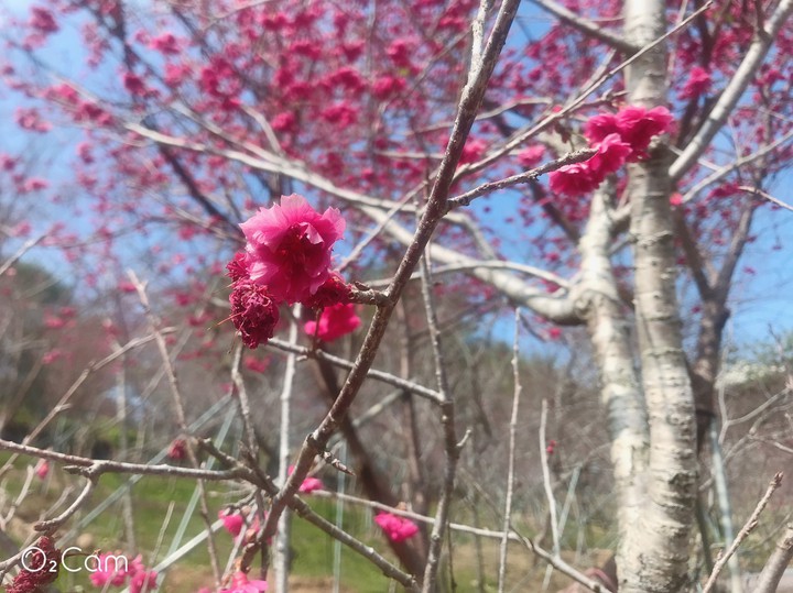 cherry blossom