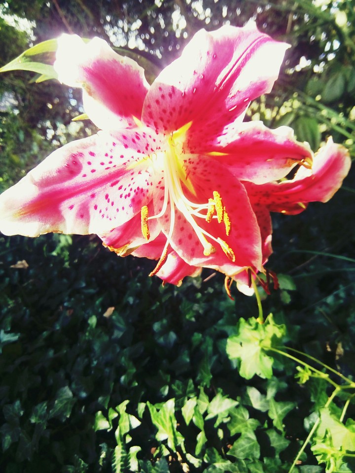 Flower's ❀