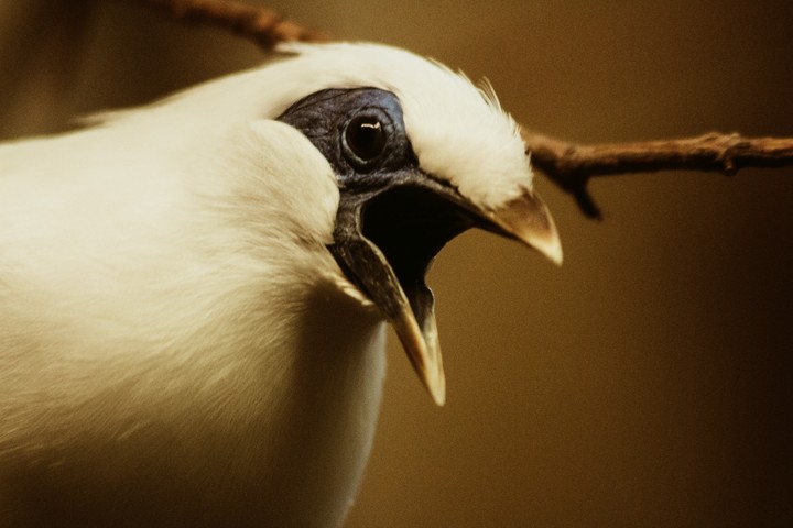 bird