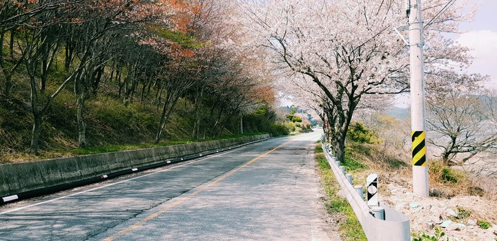 전라남도 영광 해안도로의 봄1