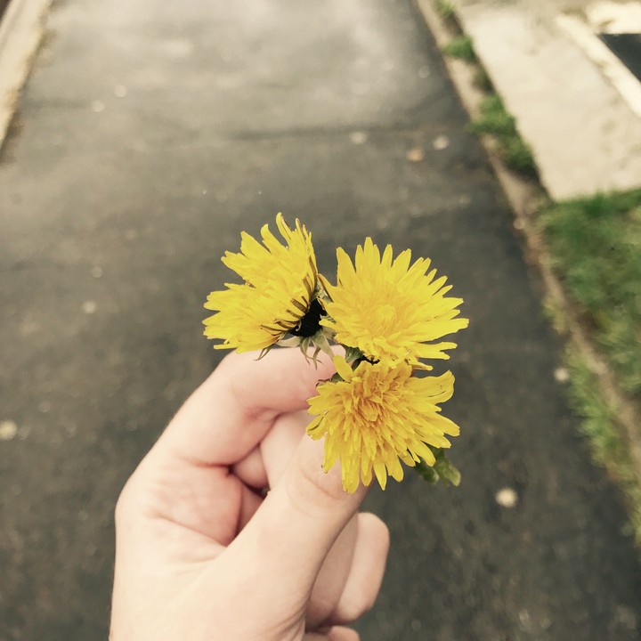 flowers