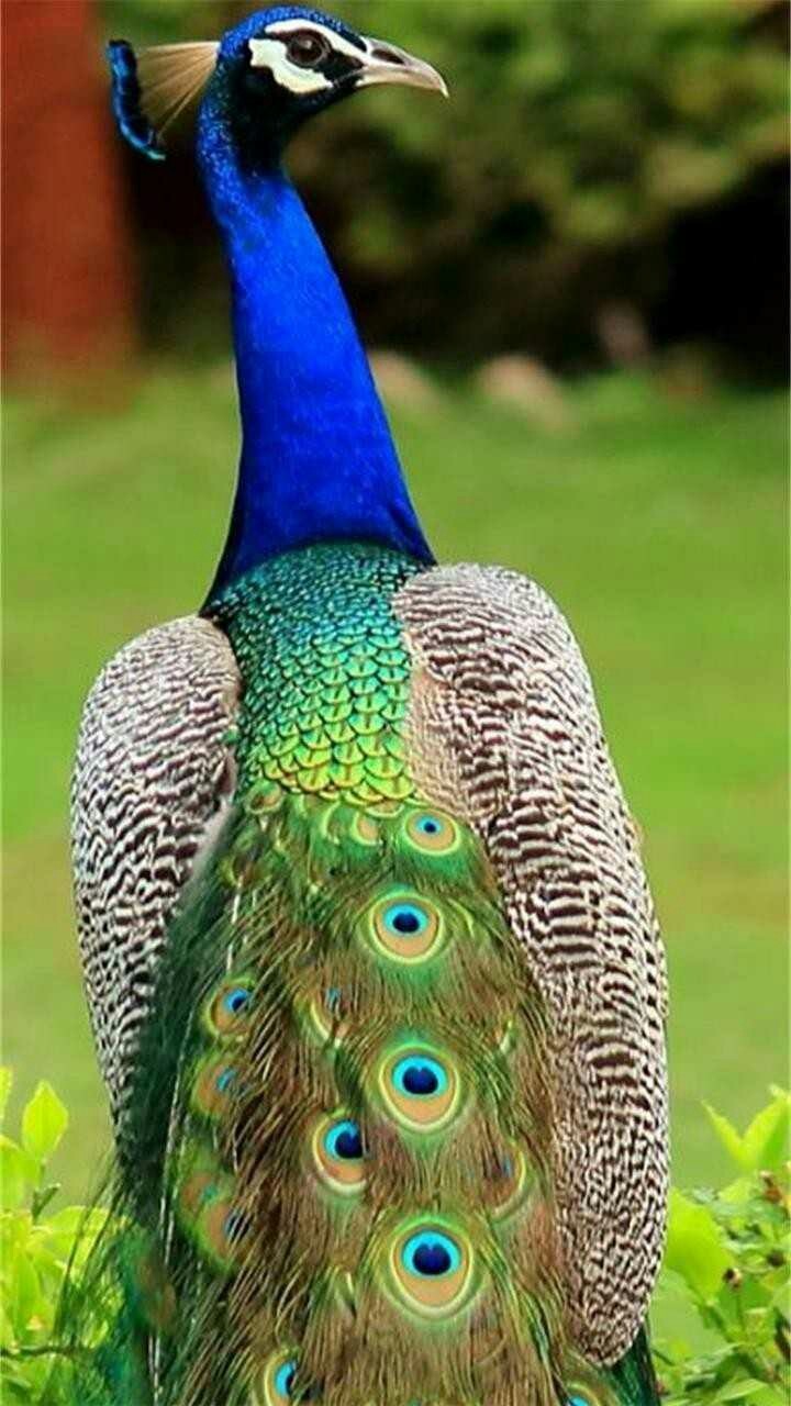 peacock