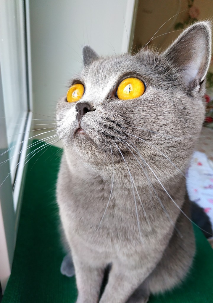 Bonita