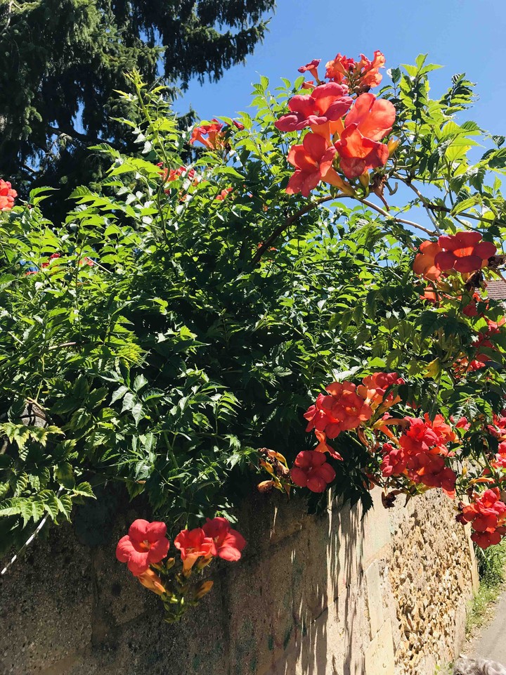 flower