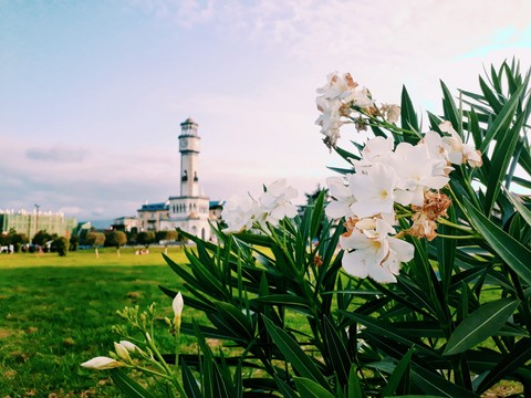 Flowers