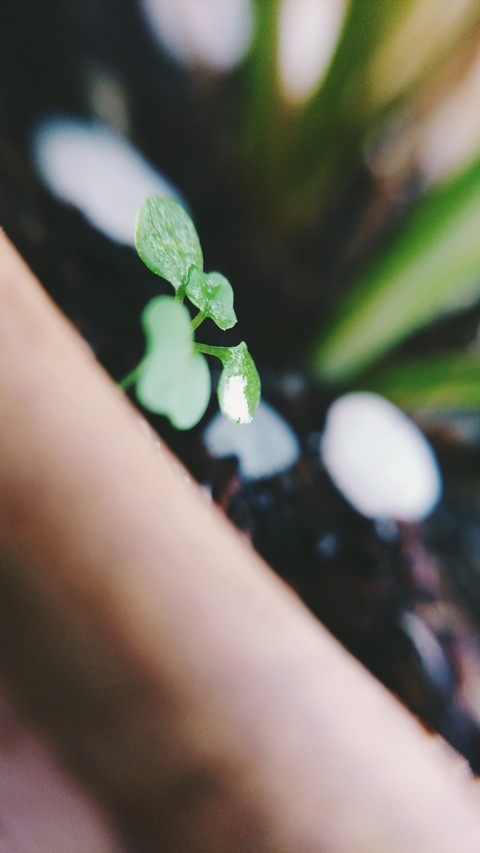 tinitree