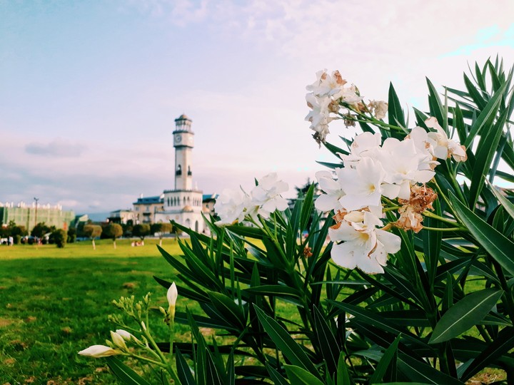 Flowers
