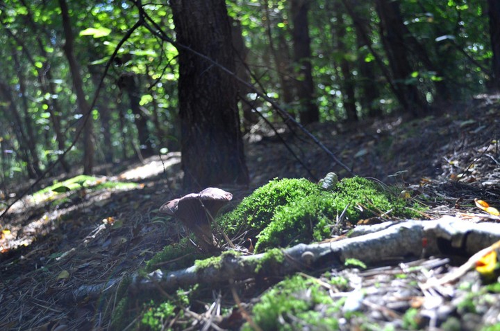 mushroom
