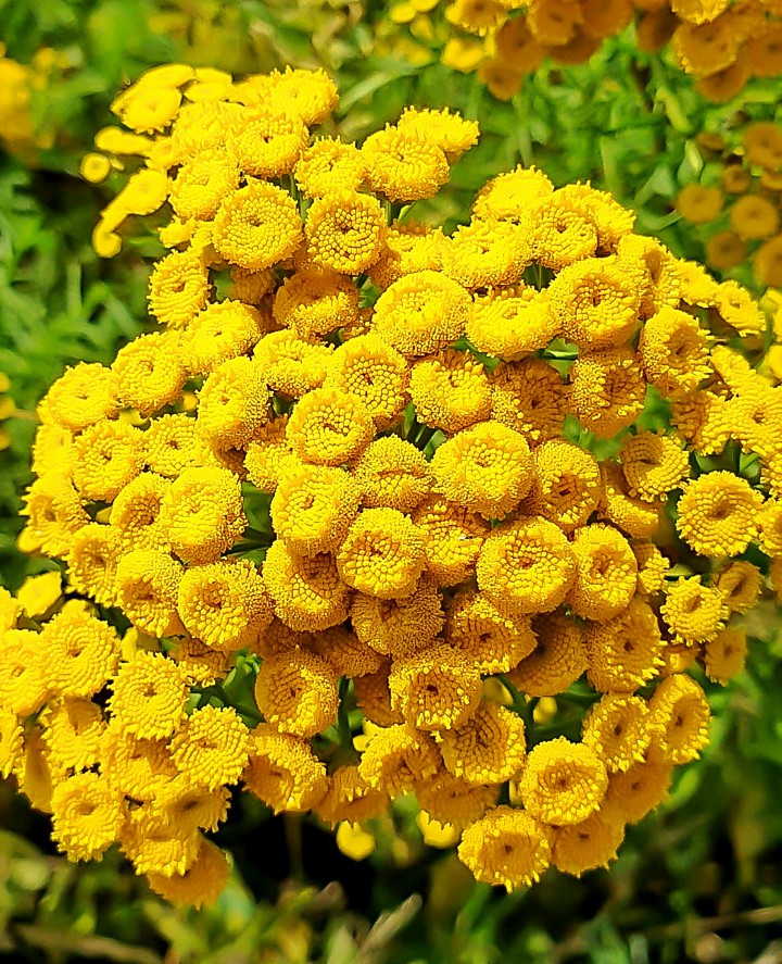 Gold Perennials Outside