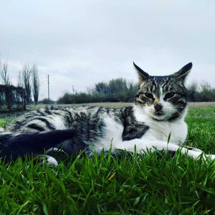 Кот