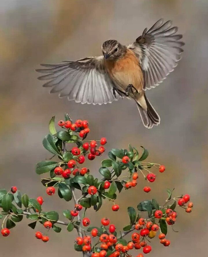 cute bird