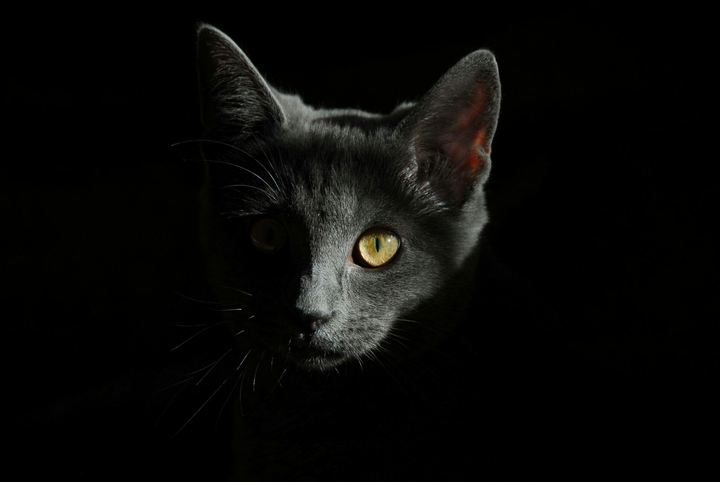 Catman the dark night rises....