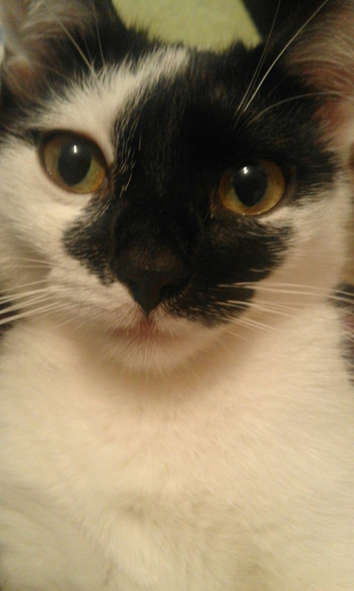 MY KITTY!