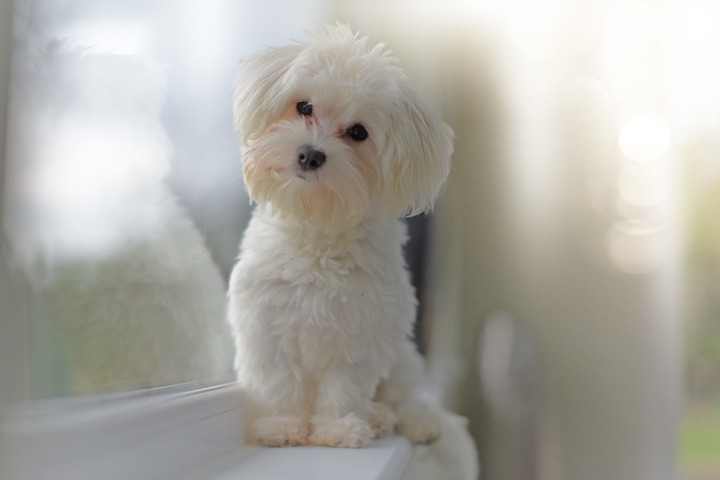 Puppy