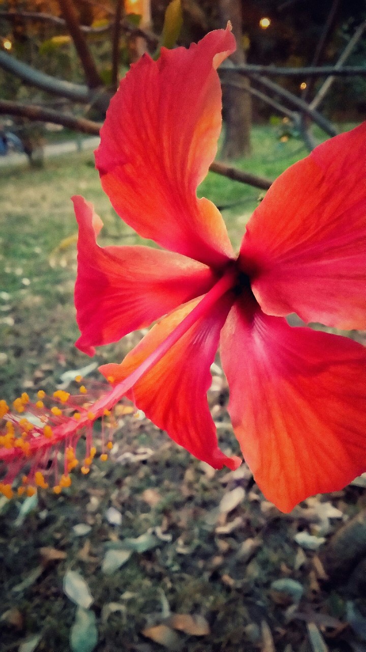 Hibiscus flower