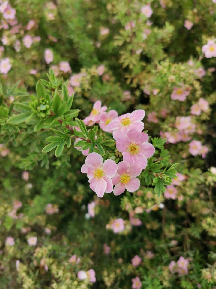 Marco flower