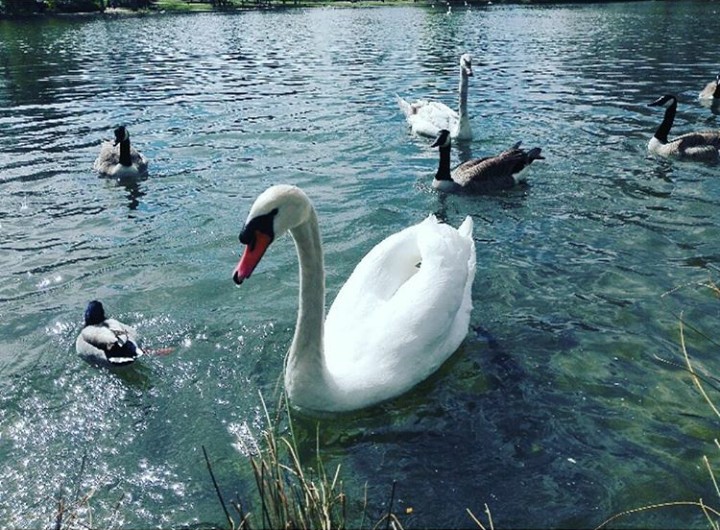 Cygne