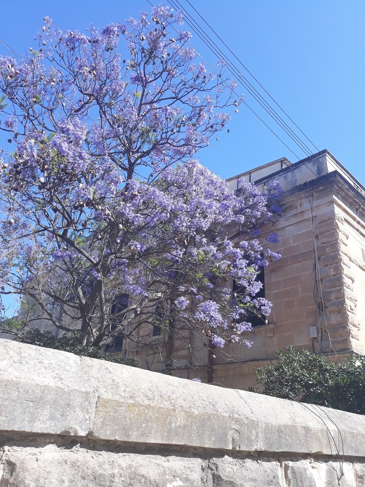 summer tree