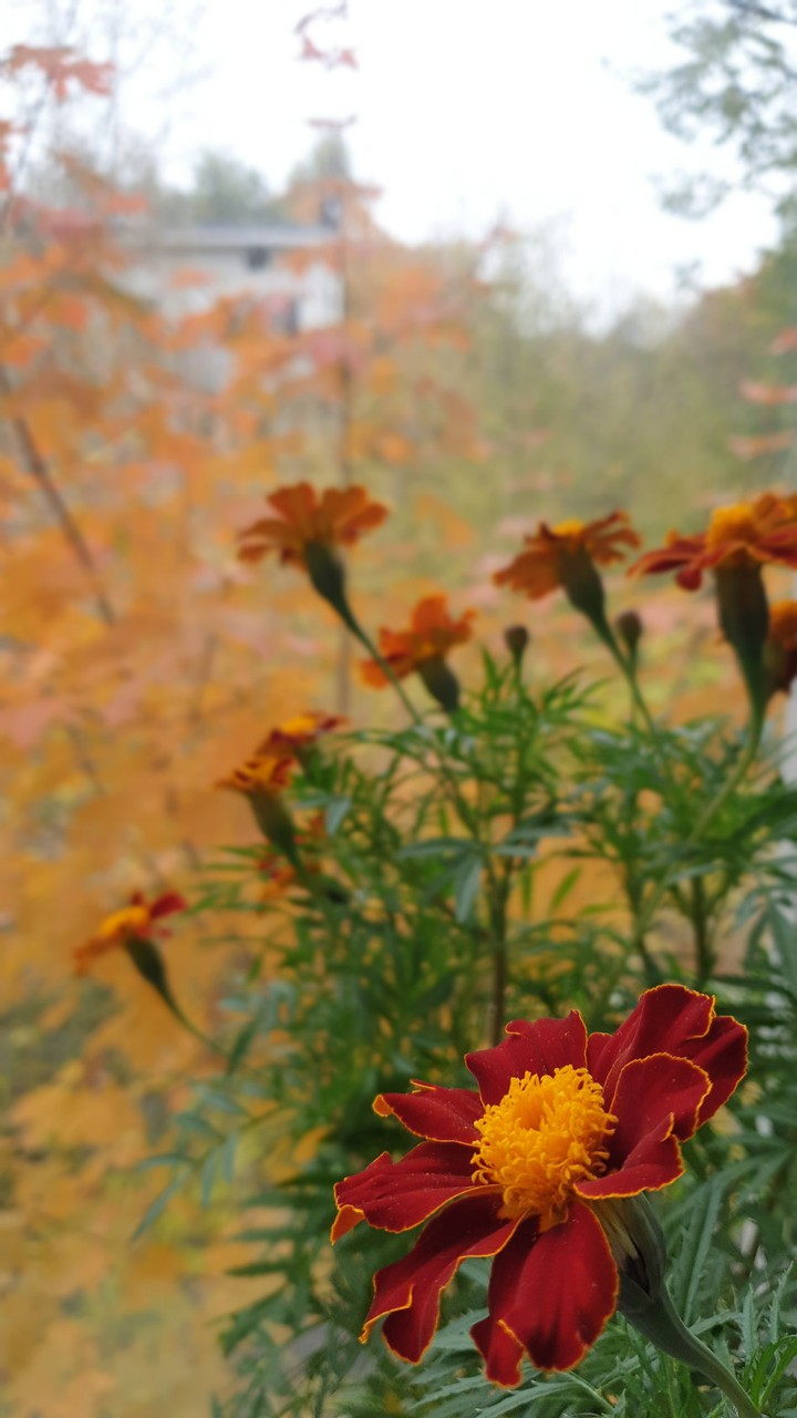Autumn marigold