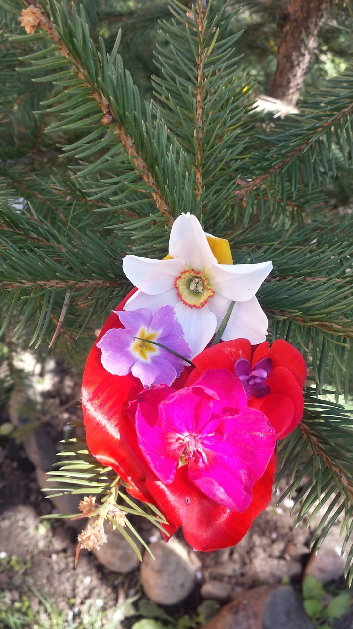 Flowers