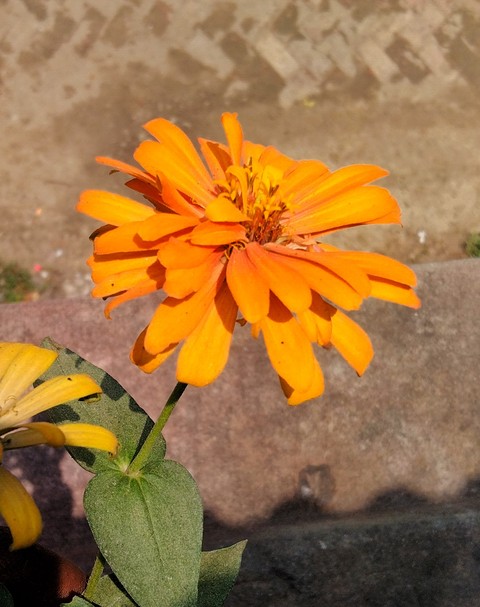 botany, flower桌布
