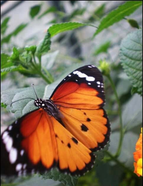 Butterflay