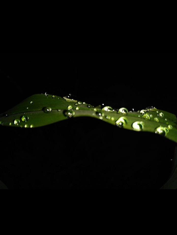 Raindrops