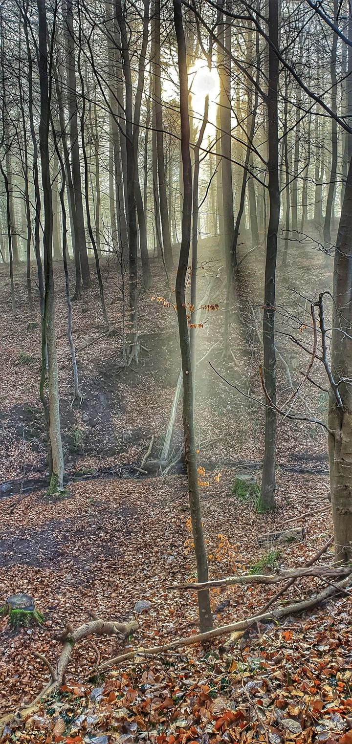 Sonne im Nebel der Bäume