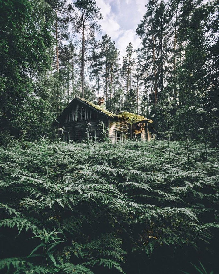 Forest