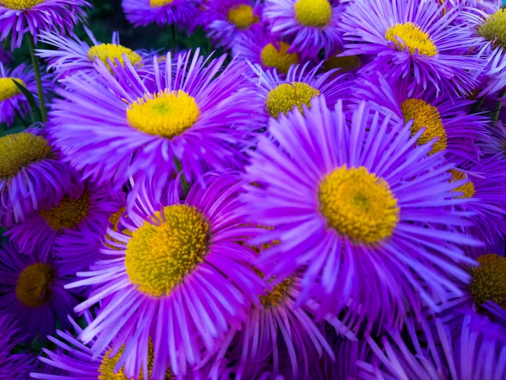 Purple Life