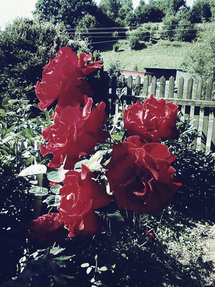Red roses