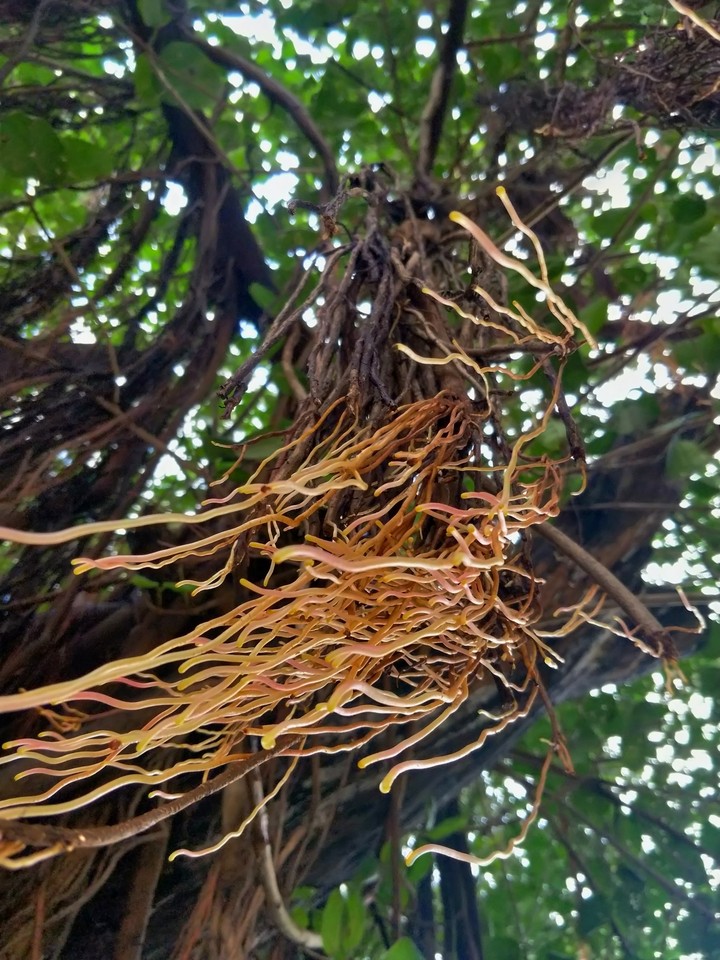 Tree Vains