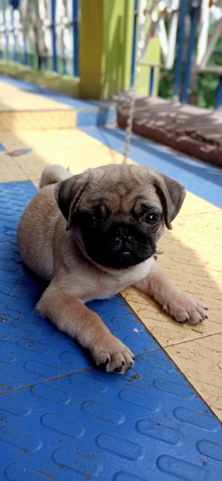 Pug