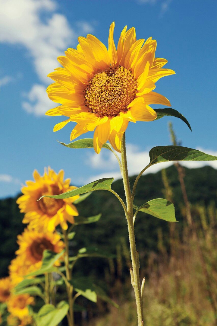 Sonnenblume