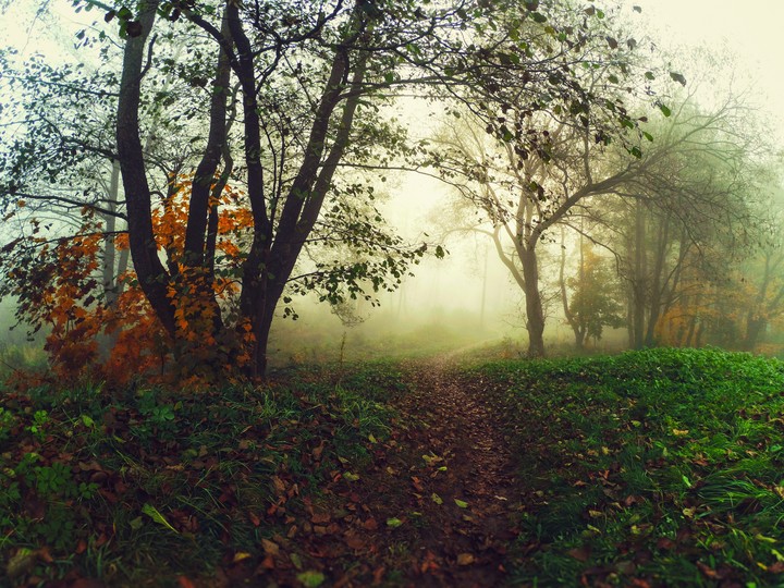 Утренний туман. Беларусь