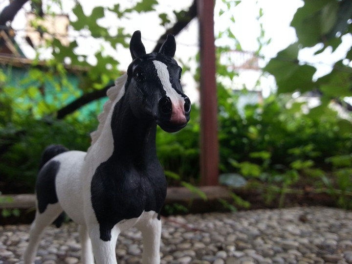 a pintabian horse